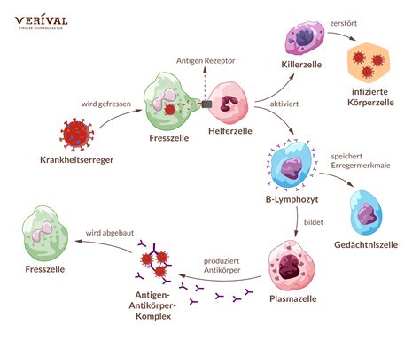 Schema der Immunzelltypen und ihrer Funktionen im kindlichen Immunsystem