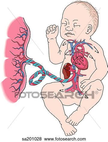 Schema der Nabelschnur mit Vena umbilicalis und Arteriae umbilicales