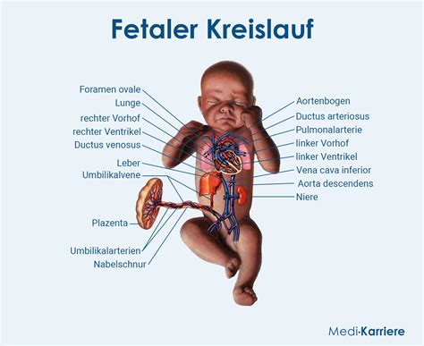 Vergleich von fetaler und postnataler Zirkulation