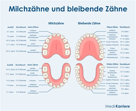 Illustration eines offenen Buches mit Fächern für einzelne Milchzähne und Platz für Notizen und Fotos
