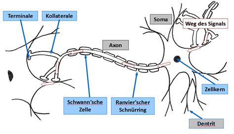Schema: Funktion eines Lückenhalters
