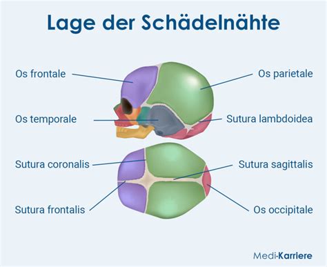 Schema des kindlichen Schädels mit Markierung der Schädelnähte und Knochenhaut