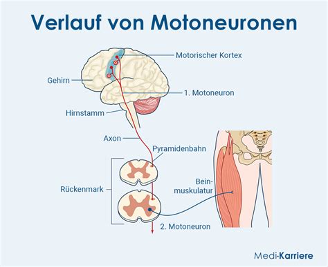 Schema der Nervenverbindung zwischen Gehirn, Rückenmark und Muskeln, mit Hervorhebung der Motoneuronen.