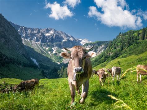 Porträt von Kühen auf einer grünen Wiese im Allgäu, Symbol für regionale Bio-Milch.