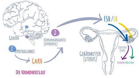 Grafische Darstellung des weiblichen Zyklus und seiner hormonellen Einflüsse auf den Darm
