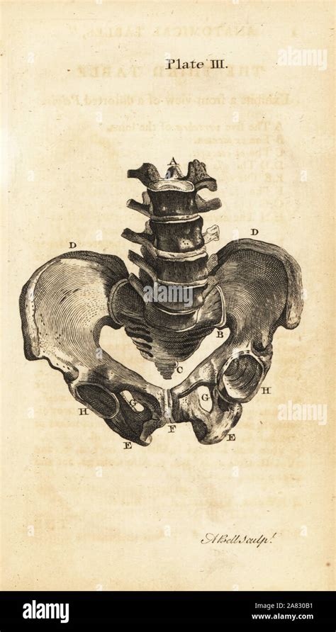 Illustration einer Kaiserschnittnarbe und des weiblichen Beckens