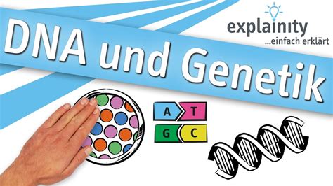 Infografik: Schritte des genetischen Kompatibilitätstests