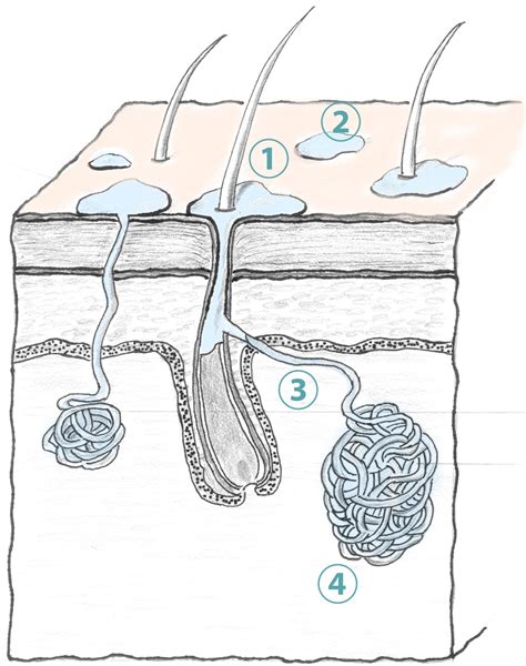 Schema der Schweißdrüsen und ihres Zusammenspiels mit der Körpertemperatur