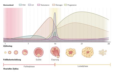Grafik, die den normalen Blutverlust während der Menstruation im Vergleich zu übermäßigem Blutverlust darstellt