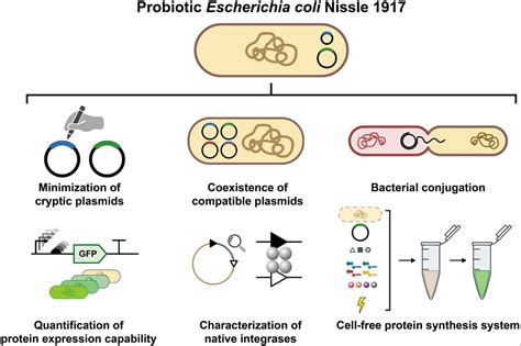 Schema der Wirkung von E. coli Stamm Nissle 1917 im Darm