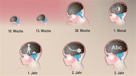 Schema der Gehirnentwicklung bei Säuglingen mit Hervorhebung der Bereiche, die durch Reizüberflutung beeinträchtigt werden könnten.