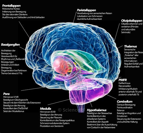 Grafische Darstellung des menschlichen Stresshormonsystems