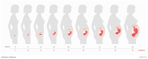 Schema der Gebärmutter mit Position des Babys in der 36. SSW