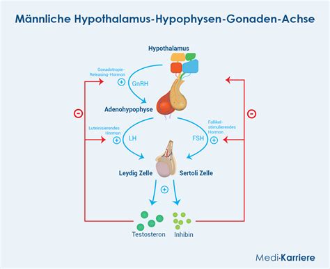 Schema des Hypothalamus-Hypophysen-Gonaden-Systems