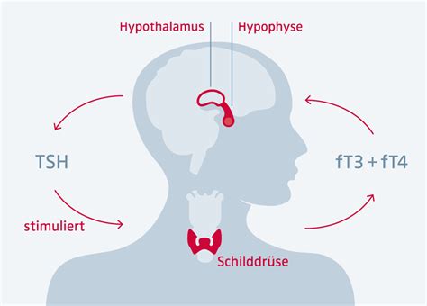 Schema der Schilddrüse und ihrer Regulation durch TSH