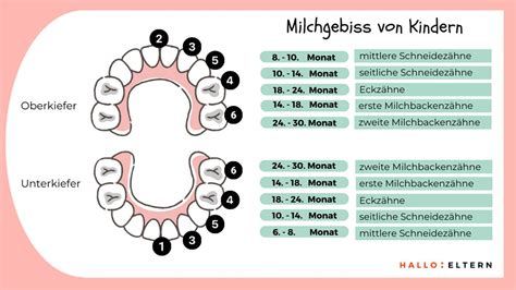 Schema des Milchgebisses und der Zahndurchbruchsphasen