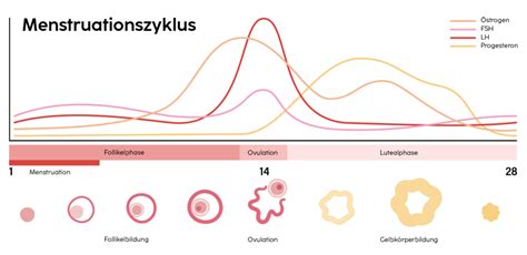 Schema des polyzystischen Ovarialsyndroms mit Auswirkungen auf den Hormonhaushalt und Stoffwechsel