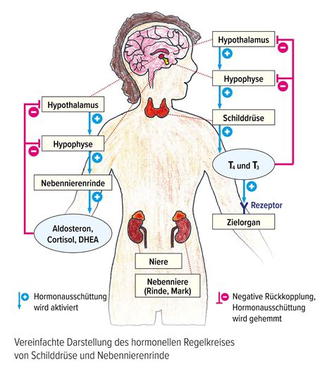 Schema zur Veranschaulichung der oralen und transdermalen Hormonaufnahme.