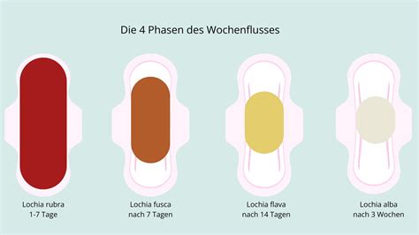 Illustration des Wochenflusses und der Rückbildung der Gebärmutter