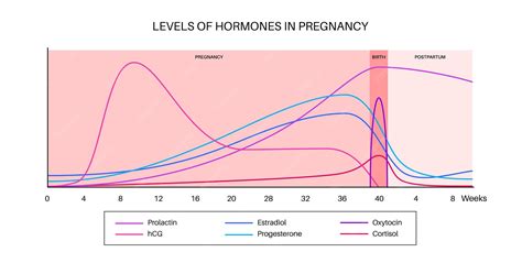 Grafik mit den Hormonen Prolaktin und Oxytocin und deren Einfluss auf die Milchbildung