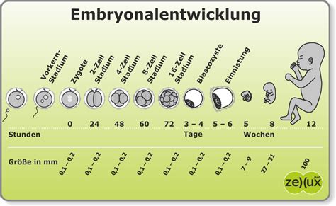 Schema der frühen Embryonalentwicklung mit Zellteilungen