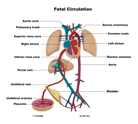Schema des fetalen Kreislaufs mit Ductus arteriosus und Foramen ovale