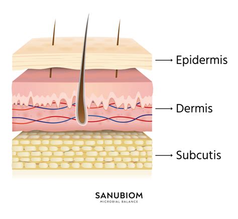 Schema des Aufbaus der menschlichen Haut mit Epidermis, Dermis und Subkutis.