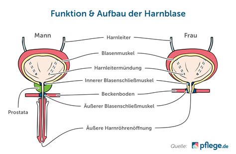 Infografik, die den Unterschied zwischen einer normalen Blase und einer überaktiven Blase darstellt, mit Hervorhebung des plötzlichen Harndrangs bei letzterer.