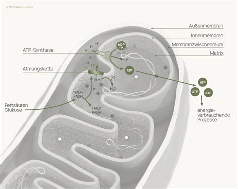 Schema der Mitochondrienfunktion und ATP-Produktion
