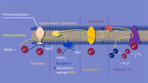 Schematische Darstellung der Elektronentransportkette in den Mitochondrien