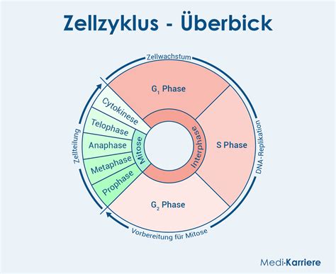 Vereinfachte Darstellung des Zellzyklus mit den Phasen G1, S, G2 und M