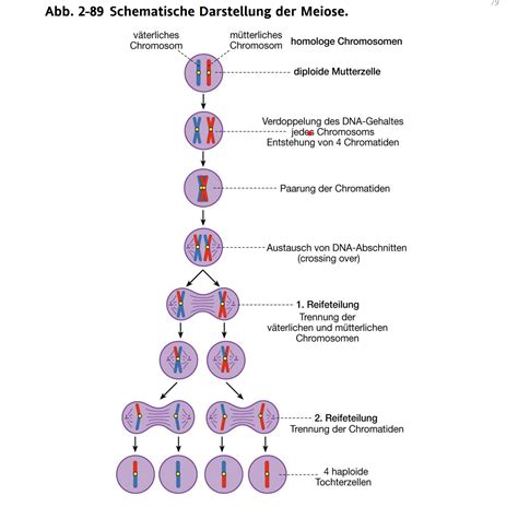 Schema der Chromosomenverteilung bei der Befruchtung