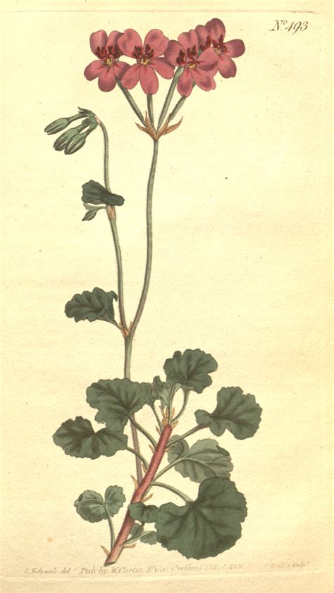 Illustration der Pelargonium sidoides Pflanze