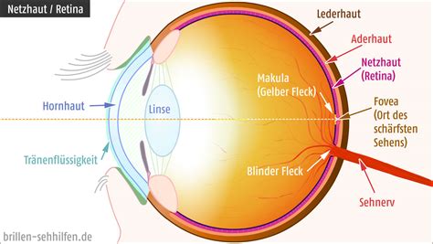 Schema des menschlichen Auges mit Markierung von Hornhaut, Linse und Netzhaut