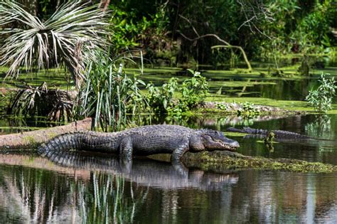 Ein bunter Überblick über die Vielfalt Floridas: Palmen, Strände, Alligatoren und Freizeitparks