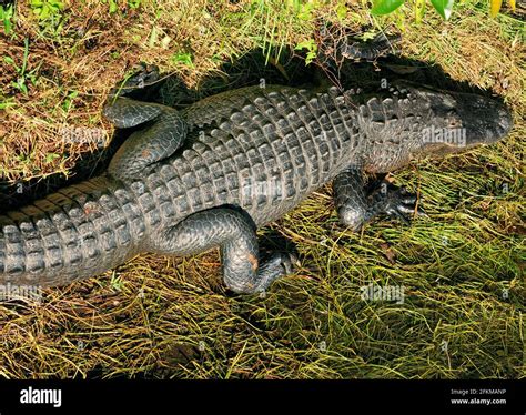 Ein Alligator ruht sich am Ufer der Everglades aus