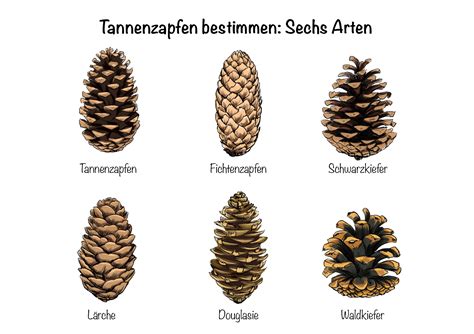 Schnittbild eines Fichtenzapfens mit Samen