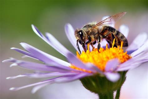 Eine Biene auf einer Fichtenblüte