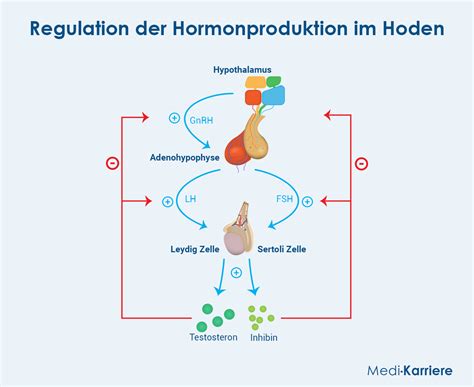 Schema des hormonellen Ungleichgewichts, das zu Endometriumhyperplasie führt