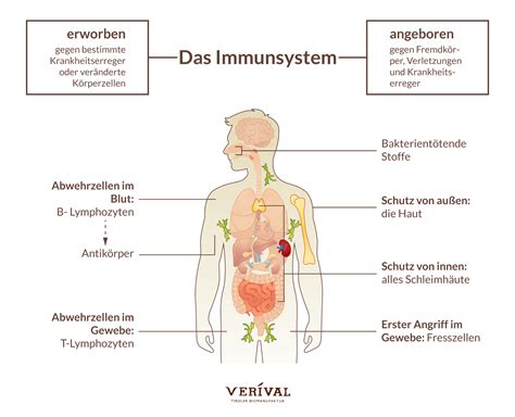 Grafik, die die positiven Auswirkungen von Muttermilch auf das Immunsystem und die Darmgesundheit eines Babys zeigt