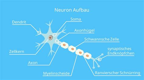 Schematische Darstellung einer Nervenzelle mit Myelinscheide und der Funktion der Myelinisierung zur Beschleunigung der Signalübertragung.