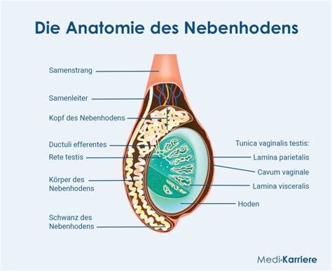 Illustration, die die Anatomie des Hodens und des Nebenhodens zeigt.