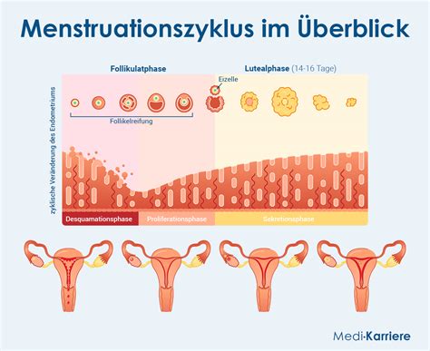 Illustration der Gebärmutterschleimhaut während der Menstruationsphase