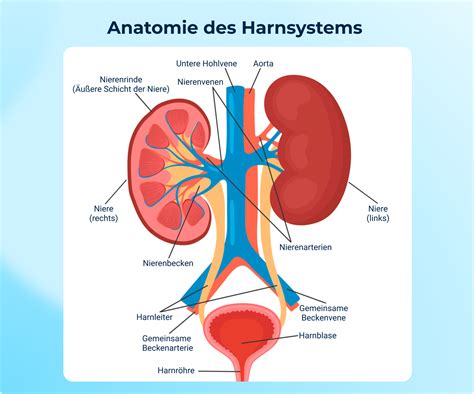 Schema des menschlichen Harnsystems mit Hervorhebung der Nieren und des Nierenbeckens.