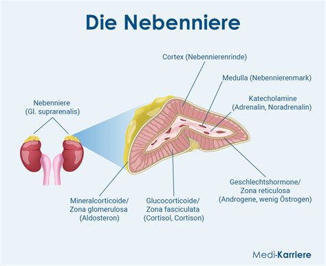 Schematische Darstellung der Nebenniere mit ihren beiden Hauptteilen: Rinde und Mark.