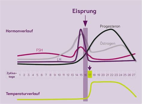 Schema, das die Messung von Östrogen und LH durch den Clearblue Ovulationstest zeigt