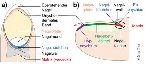 Schema zur Vorbereitung des Nagels für Gel-Lack