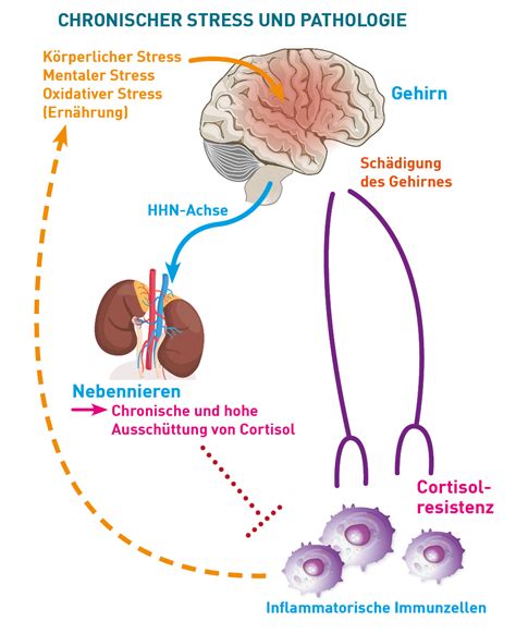 Schema der Cortisol-Produktion und -Regulation im Körper
