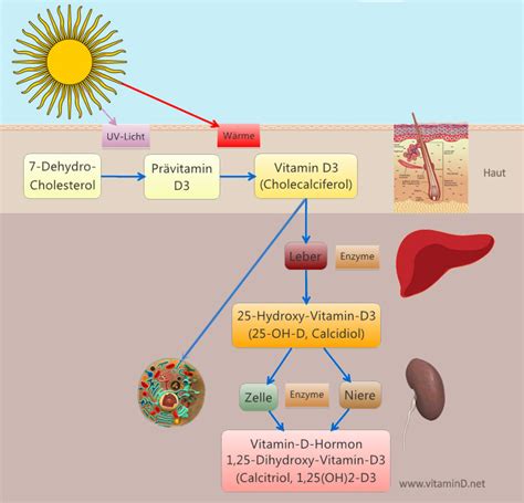 Schema, das die Vitamin-D-Synthese in der Haut durch Sonnenlicht zeigt