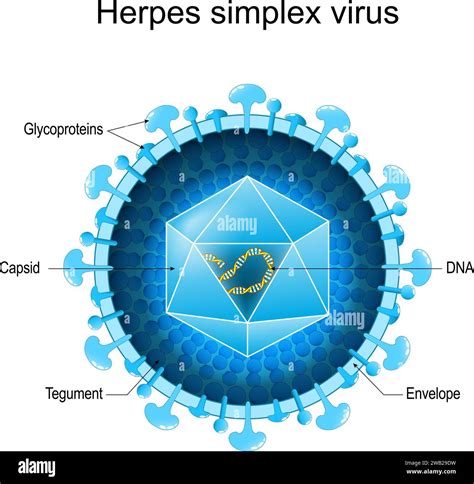 Grafische Darstellung des Herpes-simplex-Virus